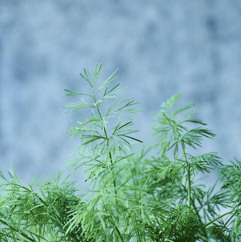 dill_herb_garden-2