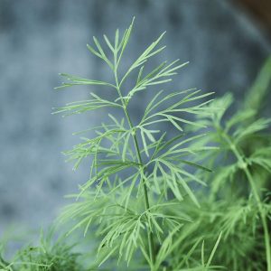 dill_herb_garden