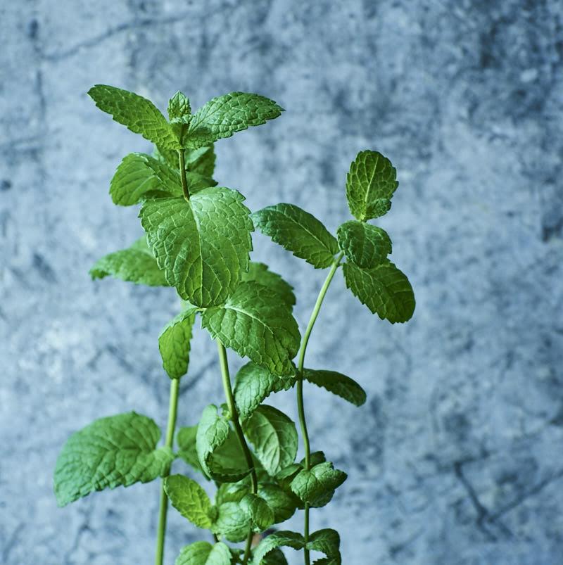 israeli_mint_herb_garden