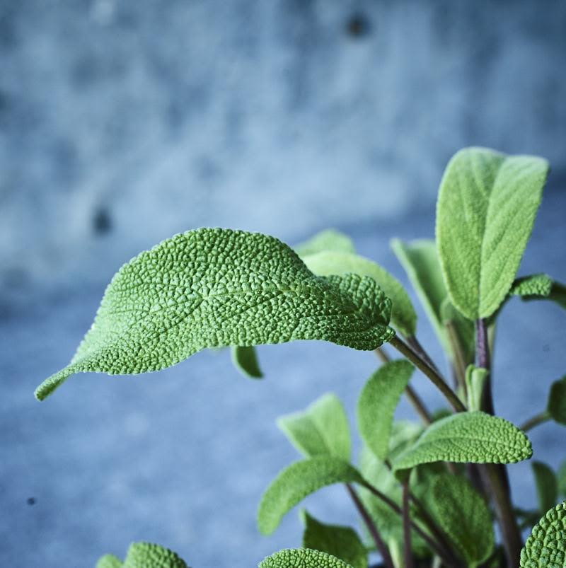 sage_herb_garden